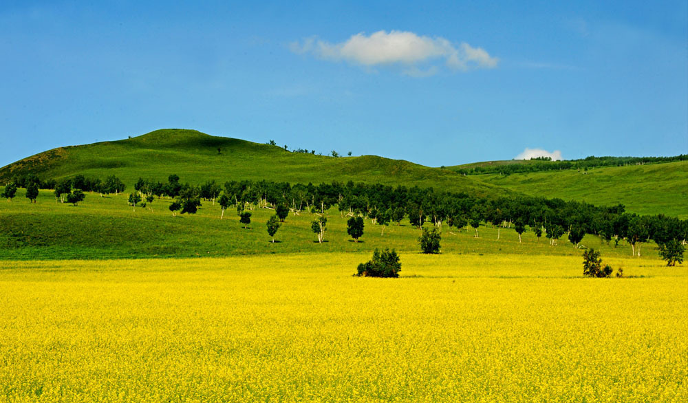 油菜花的网络意思-网络用语油菜花是什么意思