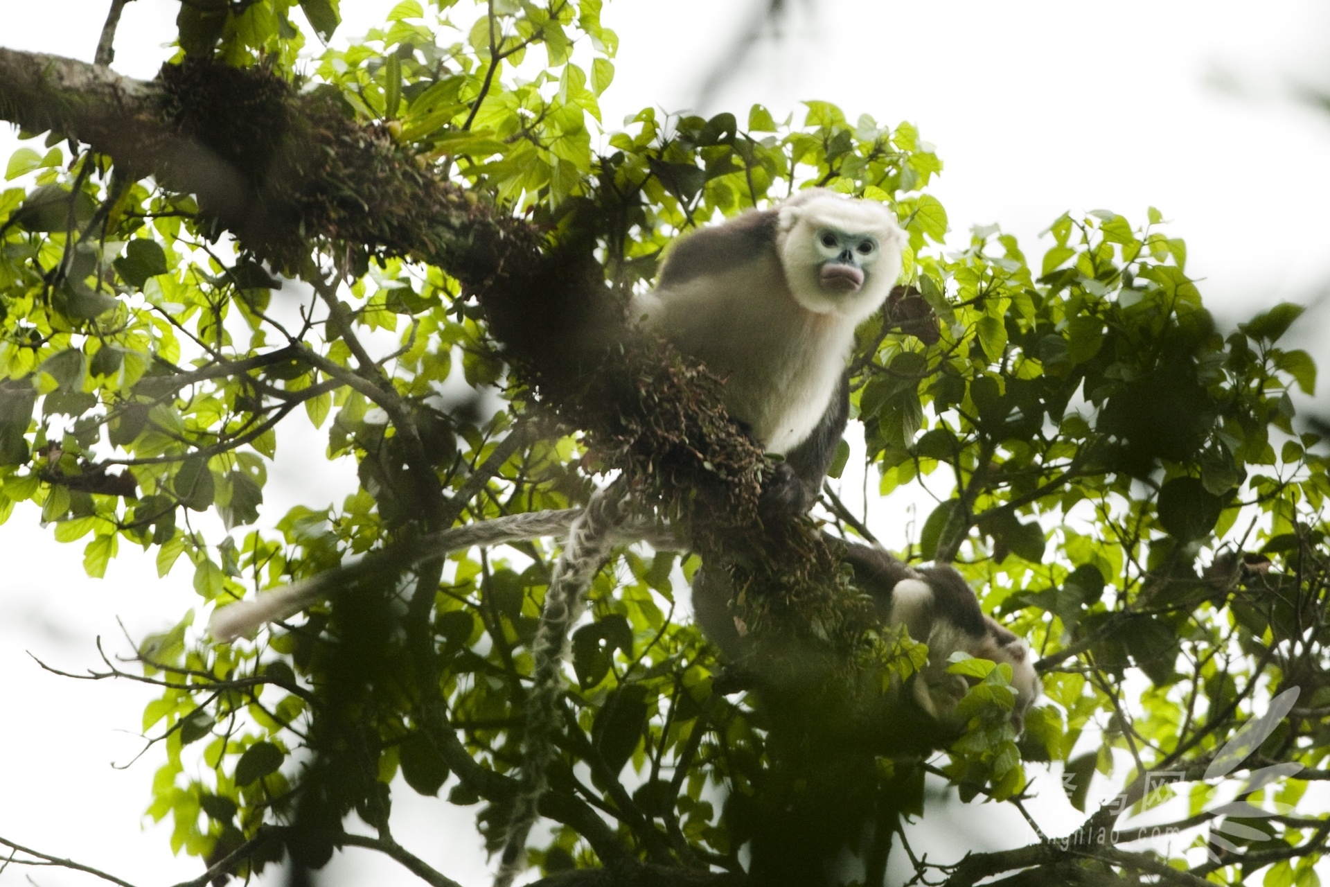 eos与中国野生动物的传奇