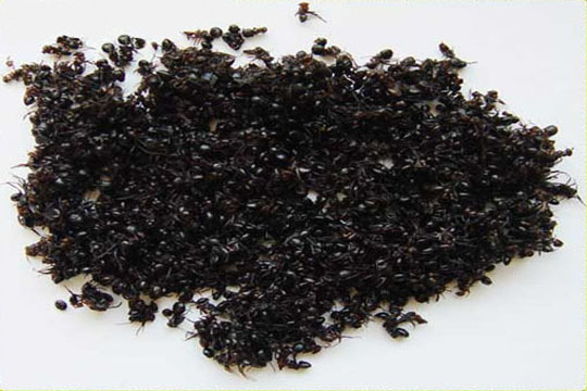 黑蚂蚁性价比 蚂蚁s1质量好推荐