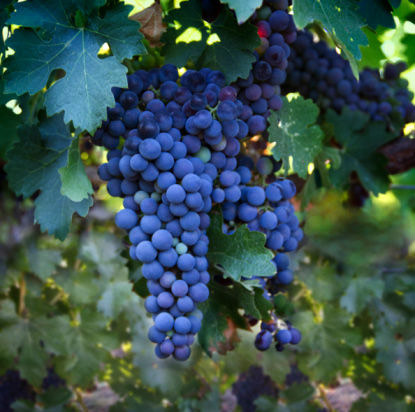 行摄10座世界最美庄园 揭秘顶级葡萄酒庄