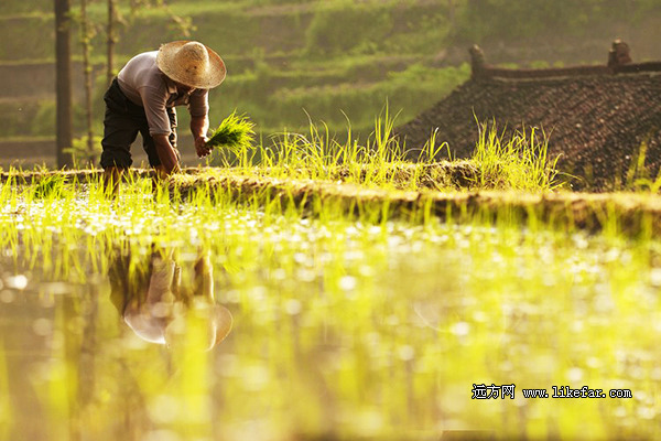 大地雕刻师湖南娄底紫鹊桥梯田行摄攻略