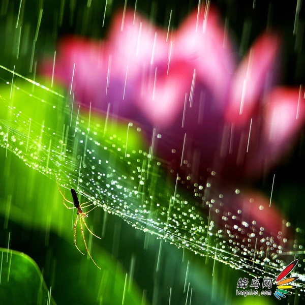 二等奖 作品名称:雨中即景     蜂鸟id:巧眼笨手