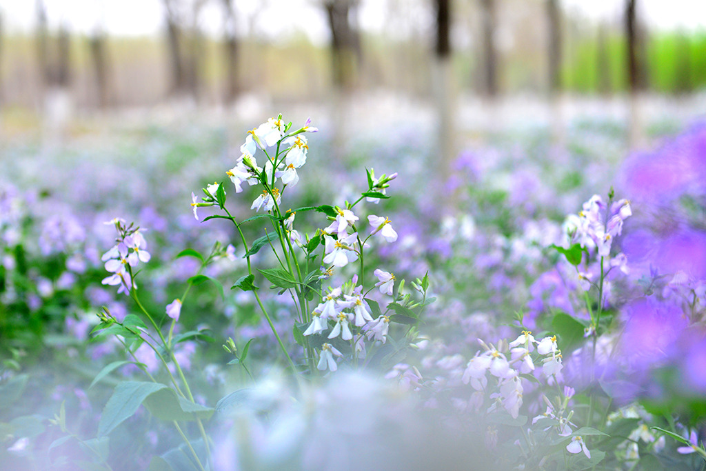 人间四月芳菲尽 教你如何定格惊艳花容