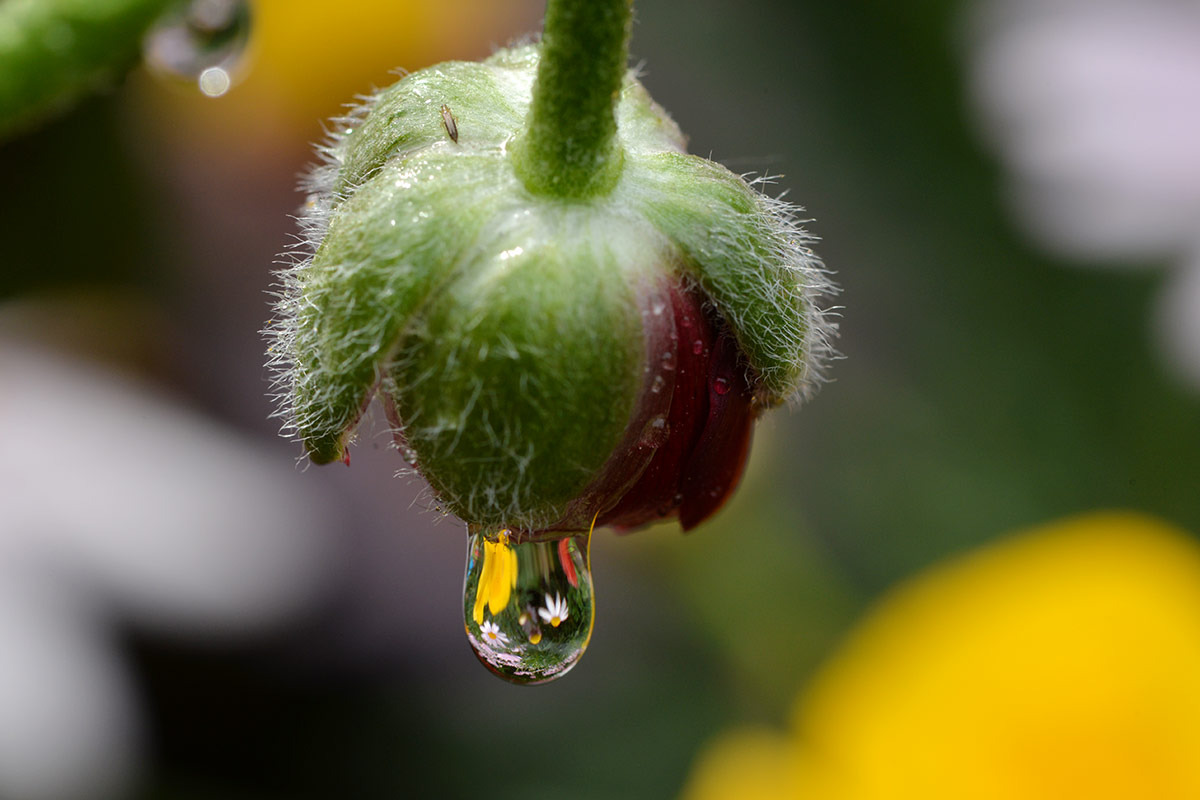 尼康d610 尼康D610配什么镜头好?