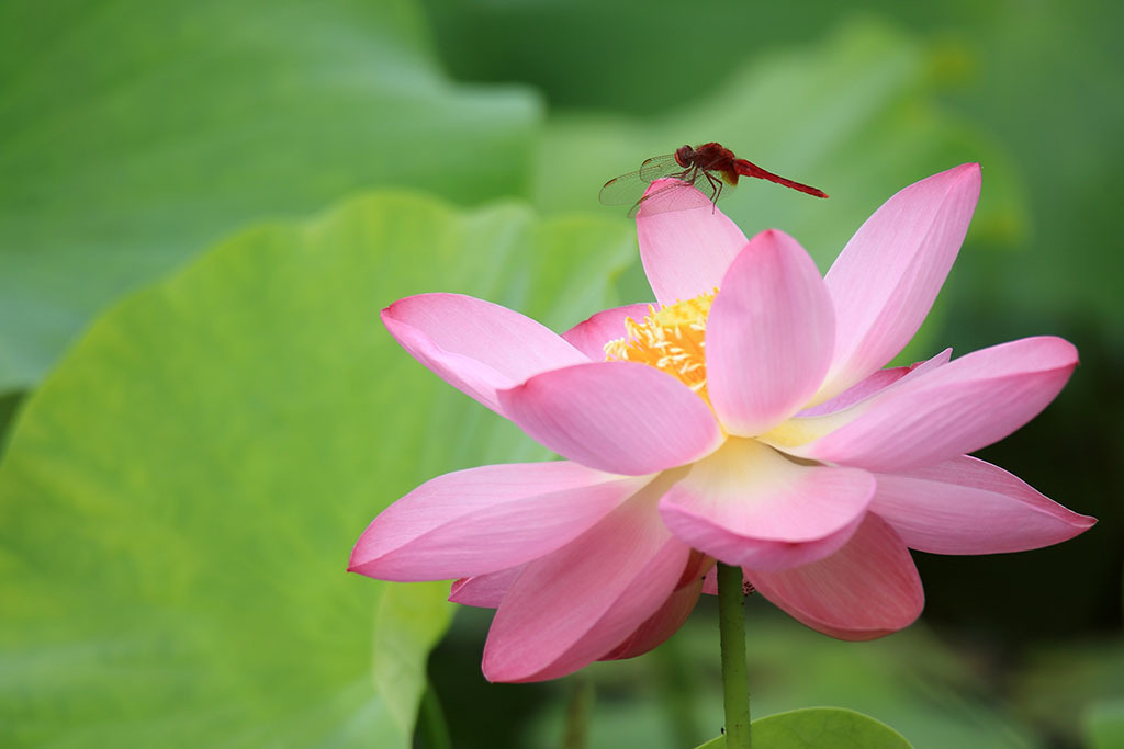 小身材高画质如何使用佳能小绿拍荷花