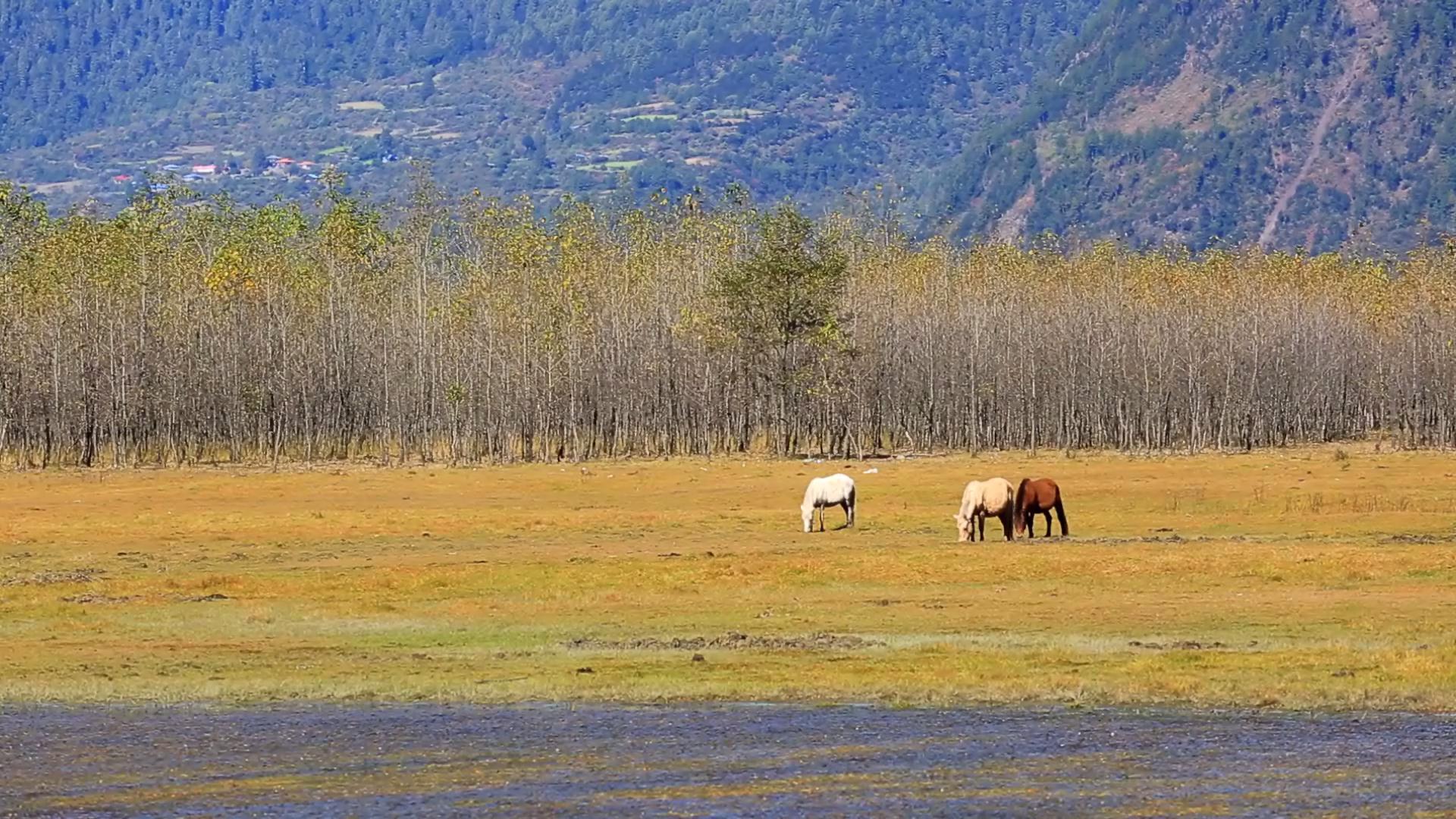 秘境仙踪话波密 佳能EOS 5D3视频试拍