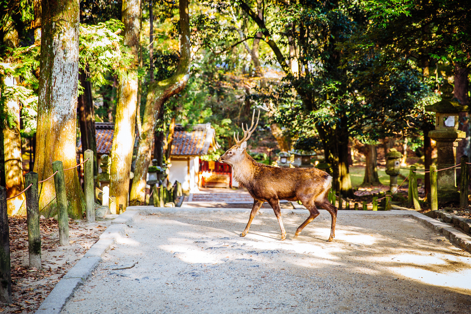 追枫季节记录最美的那一刻 京都红叶行
