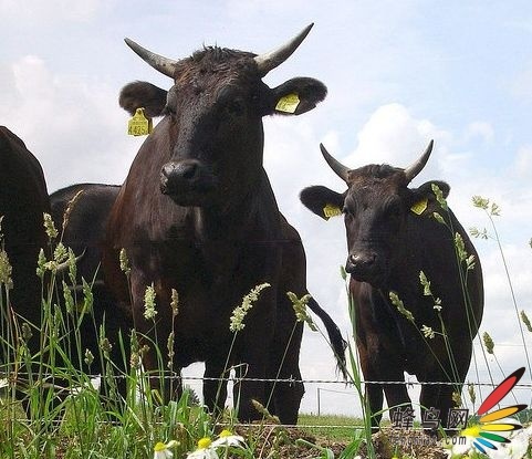 揭秘世上最贵牛肉--日本和牛