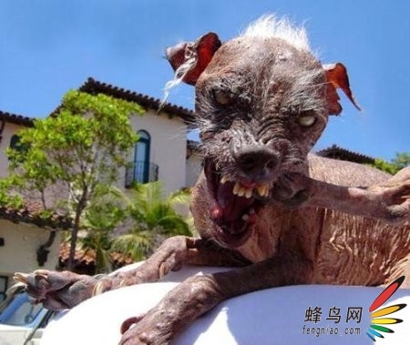 盘点:史上世界10只最丑狗狗