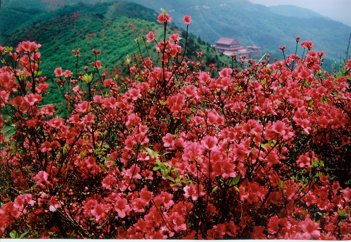 阳明山杜鹃开花