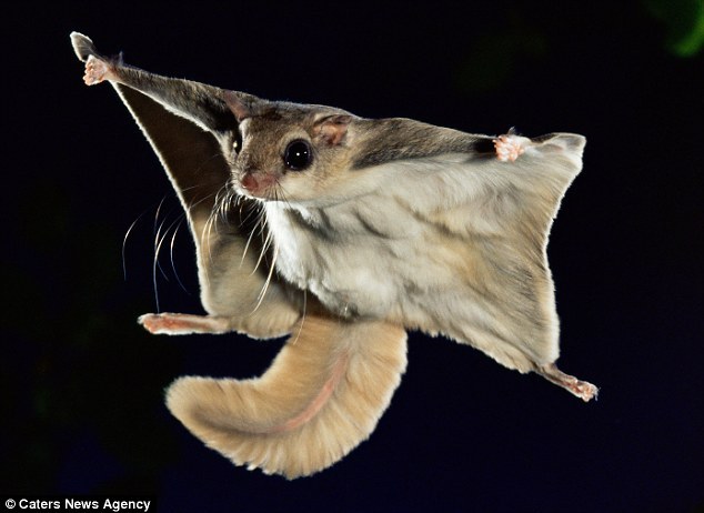 难以置信 抓拍鼯鼠在夜空中滑翔150英尺
