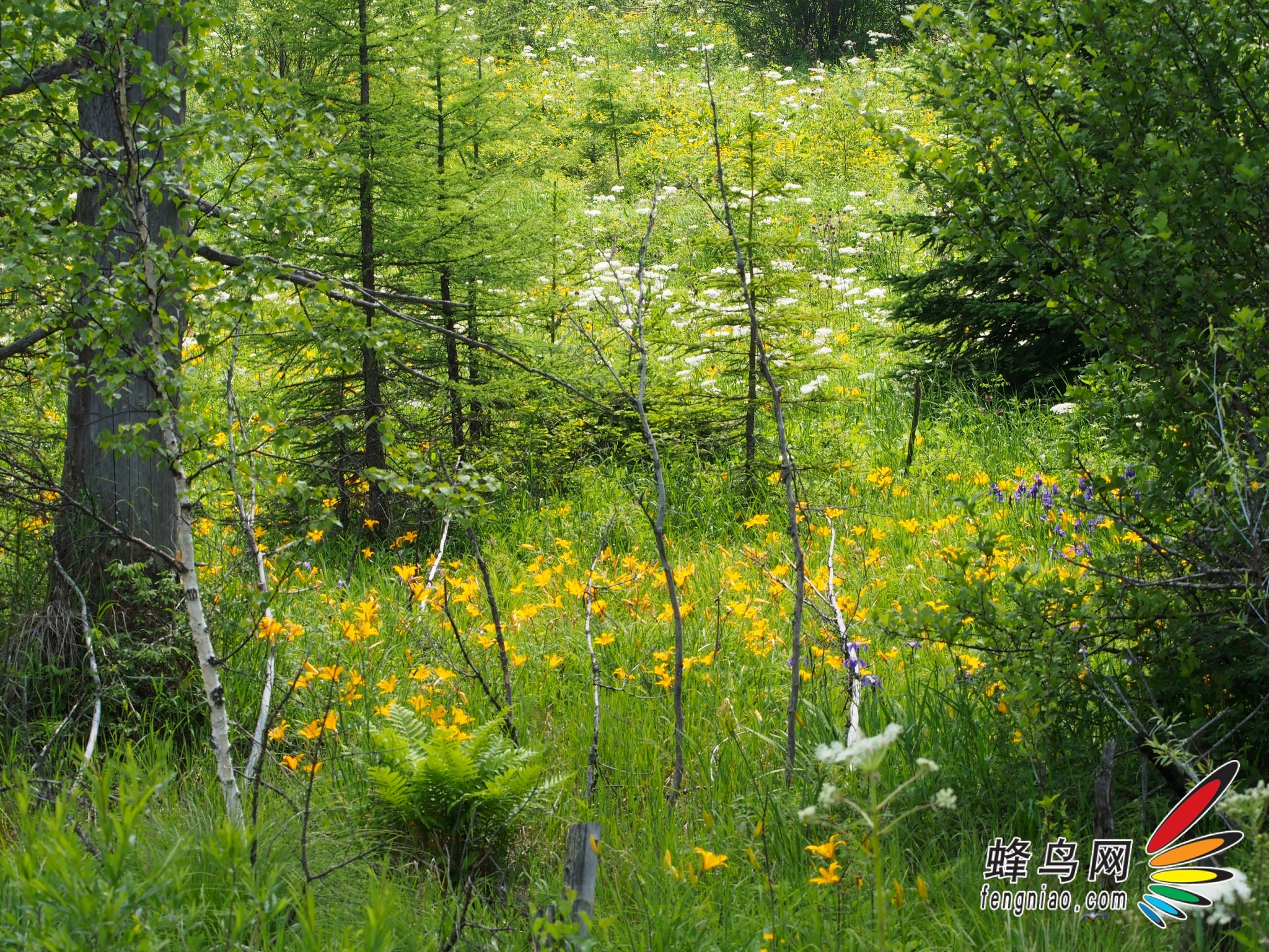 长白山高山花园的植被丰富