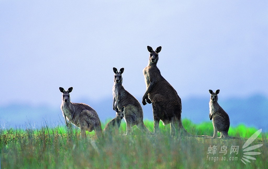 9月行摄南澳洲袋鼠岛+亚太最佳旅游岛屿