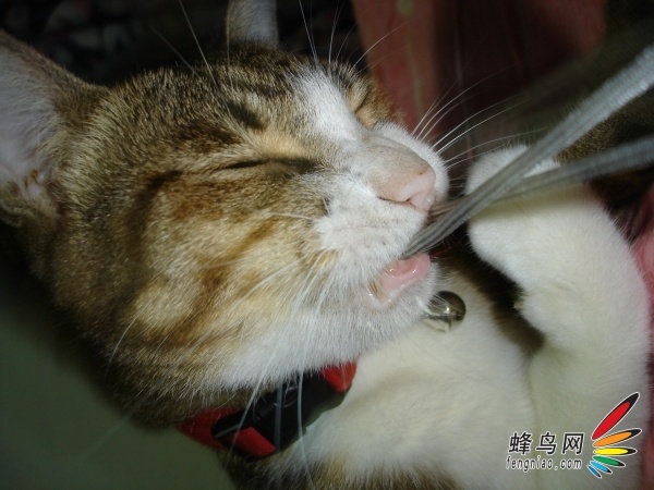 好奇害死猫 猫咪危害电脑的五大举动