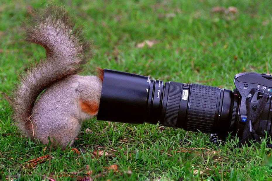 动物界爱摆弄相机的2b青年们