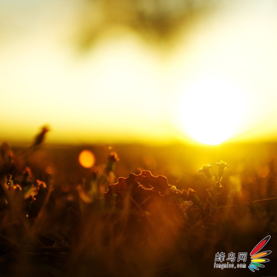 虚实得当 大光圈小景深打造唯美大片