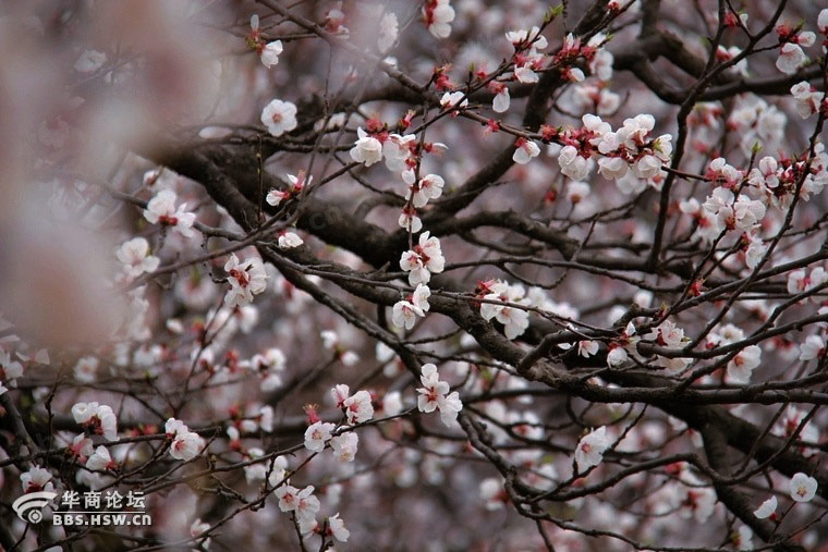 清明时节雨纷纷 去寻找最美的"杏花村"