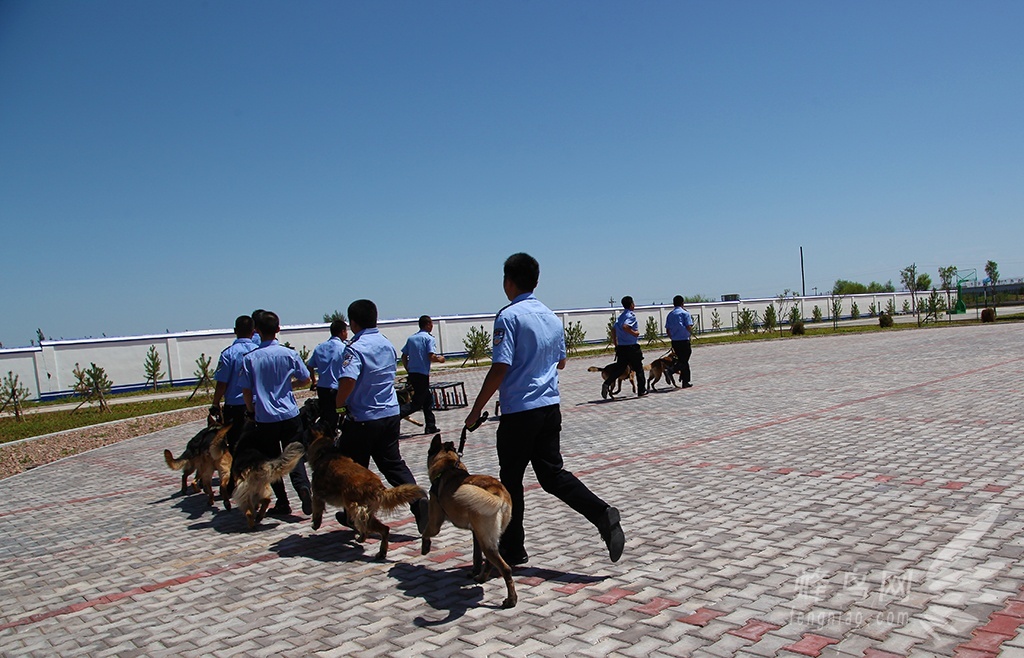 警犬基地訓練有素的警犬