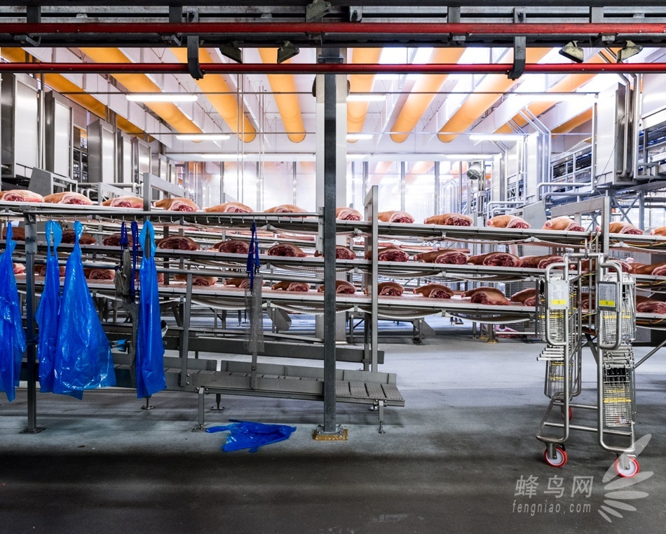 探全球最现代化的屠宰场:danish crown