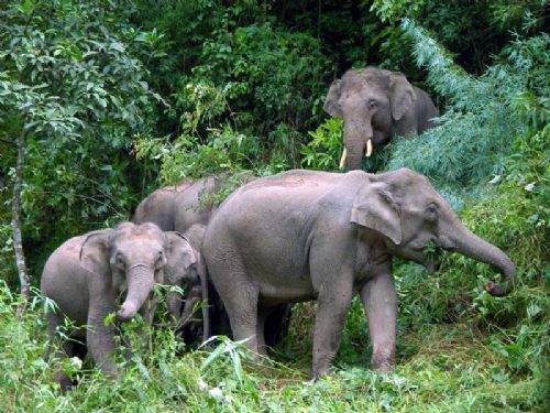 云南野象谷缆车掉落致游客1死3伤