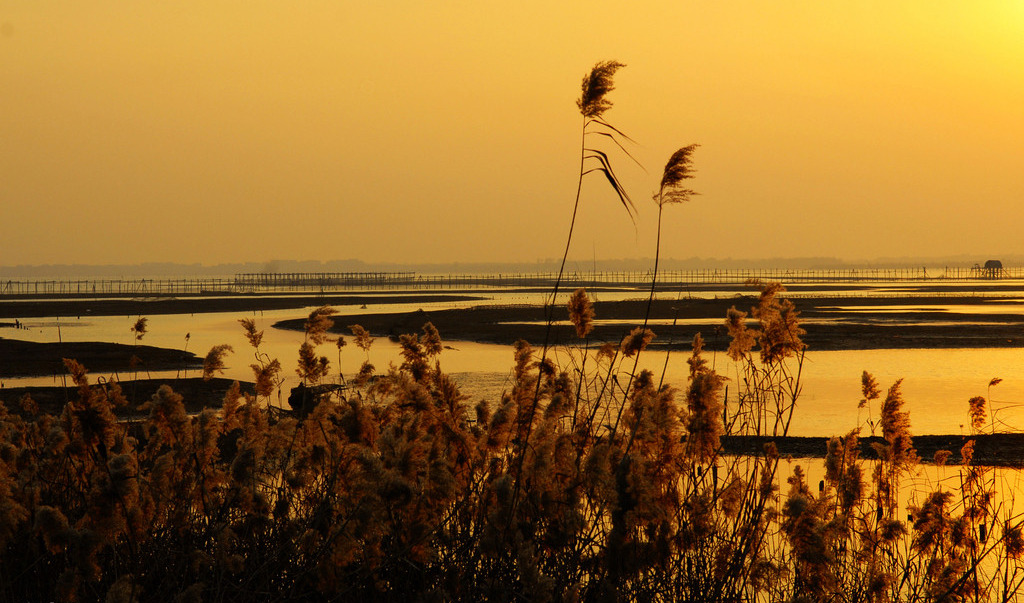 夕阳芦苇